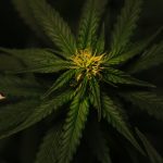 Jak i gdzie kupić nasiona marihuany? Sklep wysokiej klasy