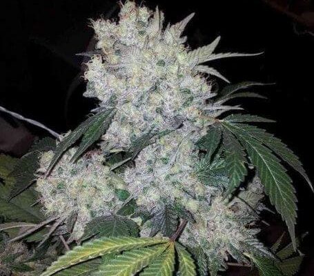 white widow