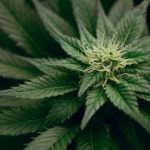 Czym odznacza się Amnesia Haze?