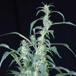 green-house-seeds