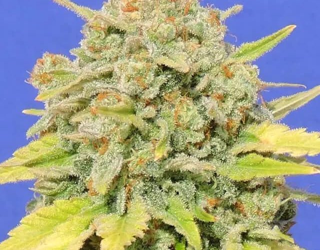 zkittlez