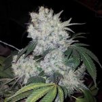 White Widow dla zdrowia