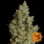 Tangerine dream – hybryda na poziomie 20% thc