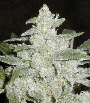 Sativa indica